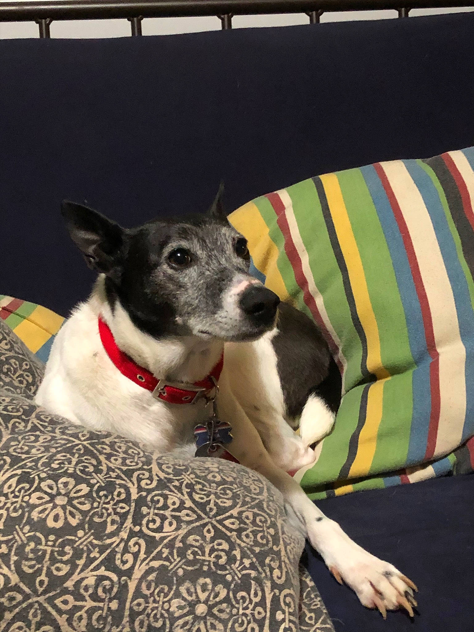 Hera joined the competition — help win amazing prizes! canidae, carnivore, danish_swedish_farmdog, dog, dog_breed, dog_collar, feist, fox_terrier, mammal, mcnab, miniature_fox_terrier, rat_terrier, smooth_fox_terrier, snout, teddy_roosevelt_terrier, tenterfield_terrier, terrier, toy_fox_terrier, vertebrate