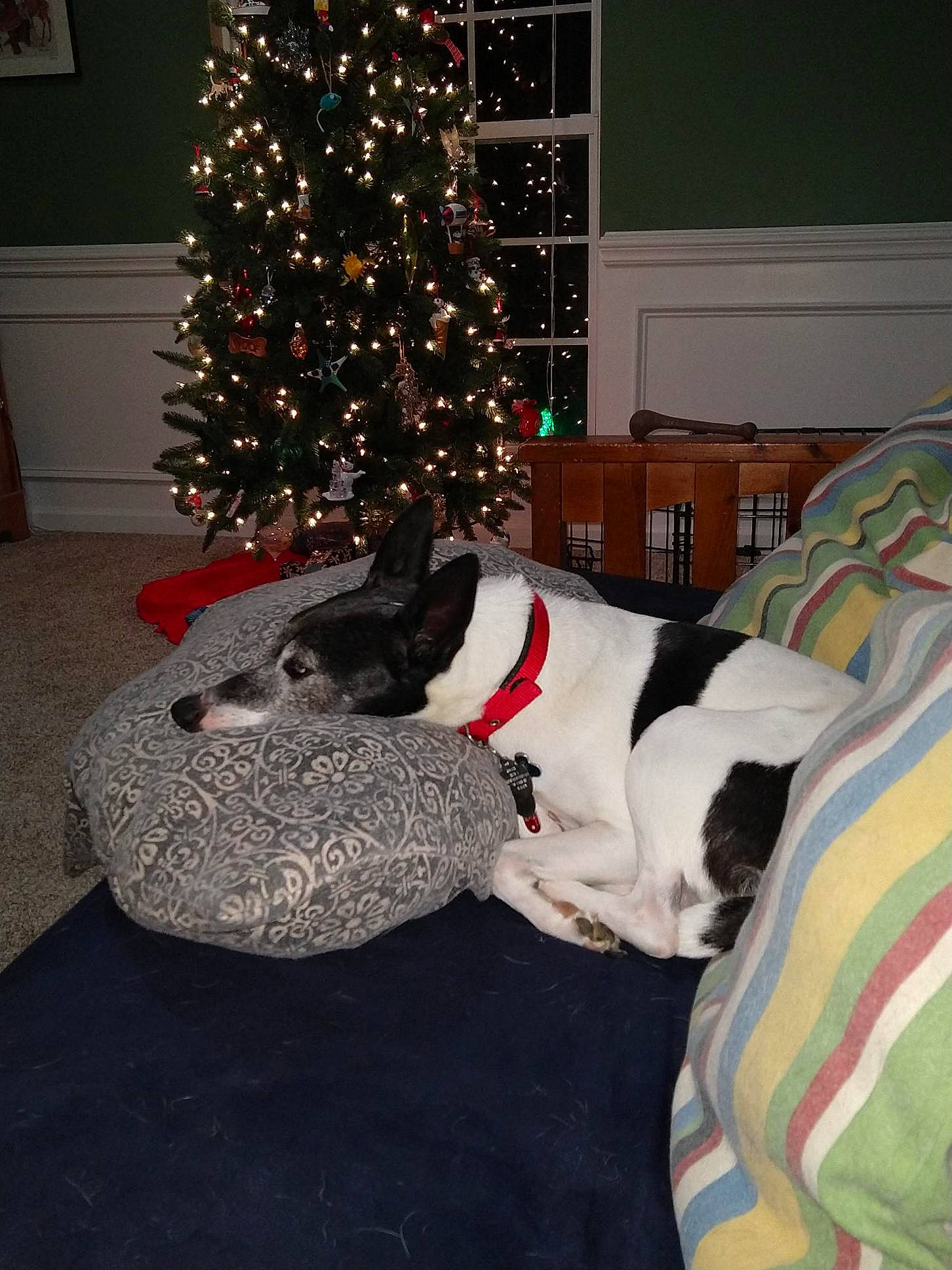 Hera is registered to the contest to win money with this photo: canidae, carnivore, christmas, christmas_decoration, christmas_eve, christmas_ornament, christmas_tree, dog, dog_breed, english_springer_spaniel, german_shorthaired_pointer, holiday, home, interior_design, lap, non_sporting_group, pointer, rat_terrier, sporting_group, tail