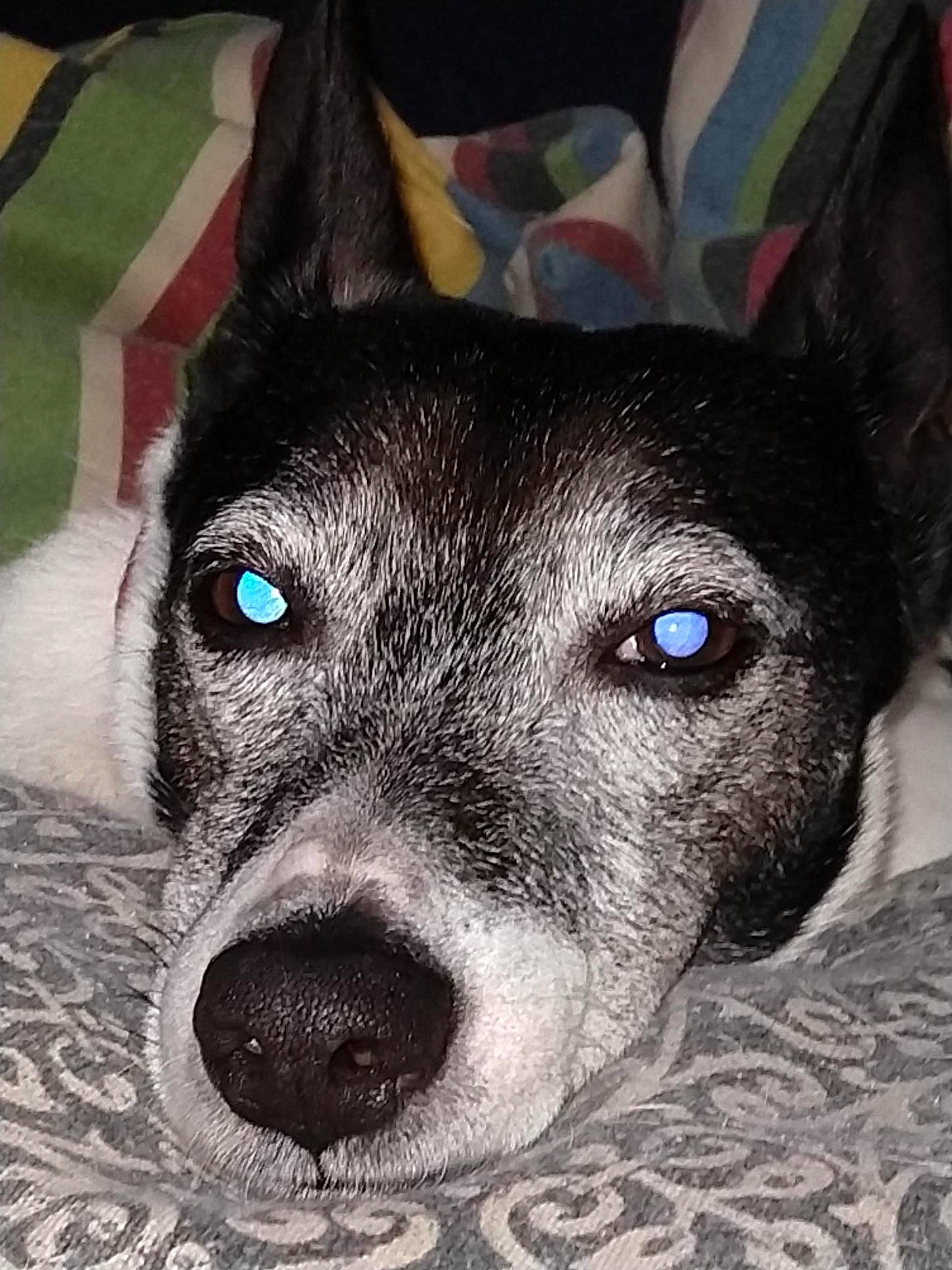 Hera is registered to the contest to win money with this photo: australian_kelpie, canidae, carnivore, dog, dog_breed, eye, feist, fur, head, mammal, mcnab, nose, rare_breed_dog, rat_terrier, snout, teddy_roosevelt_terrier, tenterfield_terrier, toy_fox_terrier, vertebrate, whiskers