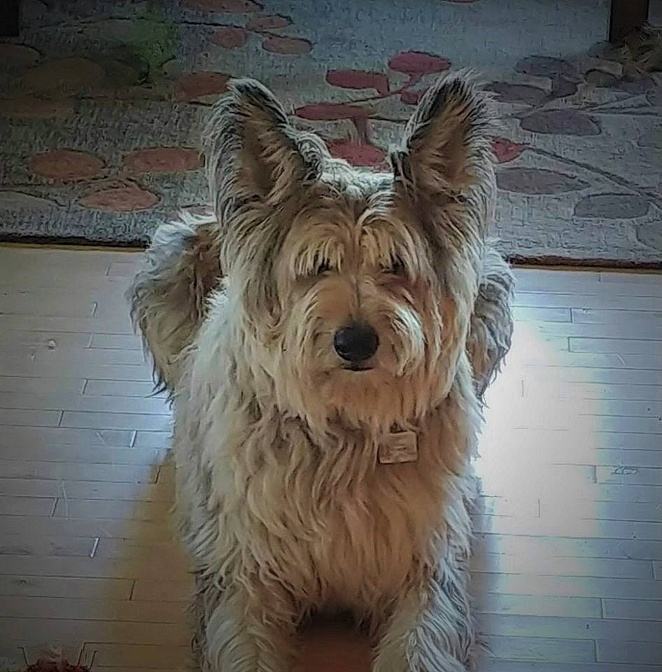 Oliver is registered to the contest to win money with this photo: australian_silky_terrier, australian_terrier, canidae, carnivore, companion_dog, dog, dog_breed, floor, flooring, laminate_flooring, small_terrier, snout, terrier, toy_dog, vertebrate, west_highland_white_terrier, wood_flooring, wood_stain, working_animal