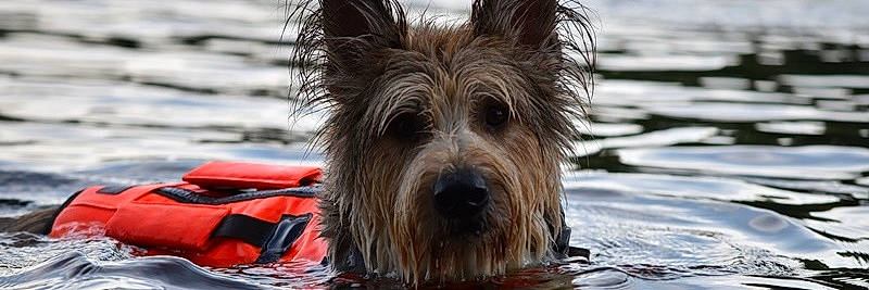 Oliver joined the competition — help win amazing prizes! australian_silky_terrier, australian_terrier, berger_picard, bouvier_des_ardennes, cairn_terrier, canidae, carnivore, companion_dog, dog, dog_breed, hood, liquid, scottish_terrier, small_terrier, snout, terrier, toy_dog, west_highland_white_terrier, working_dog
