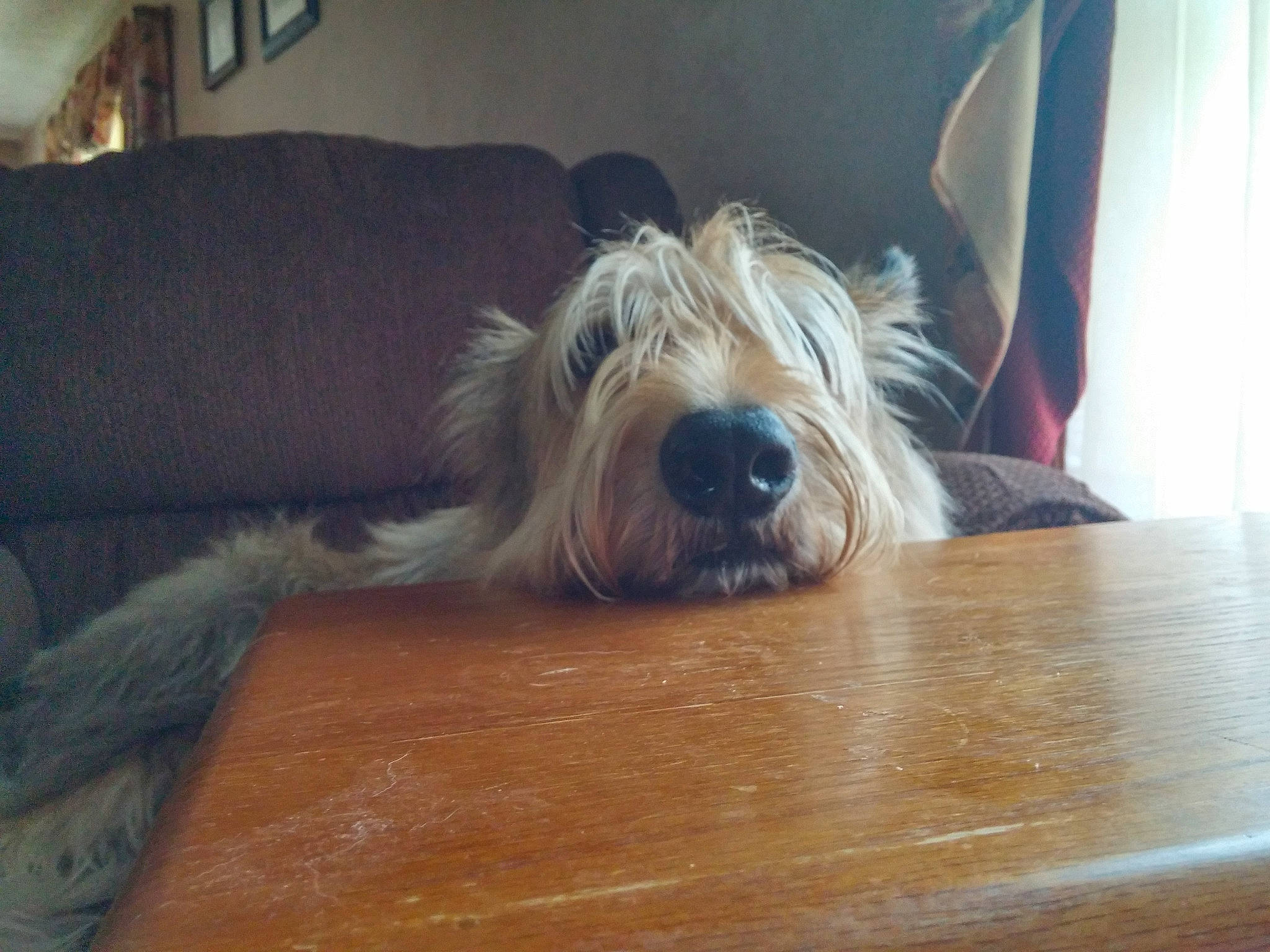 Oliver joined the competition — help win amazing prizes! canidae, carnivore, companion_dog, couch, dog, dog_breed, flooring, fur, hardwood, interior_design, living_room, plywood, small_terrier, snout, terrier, varnish, wood, wood_flooring, wood_stain, working_animal