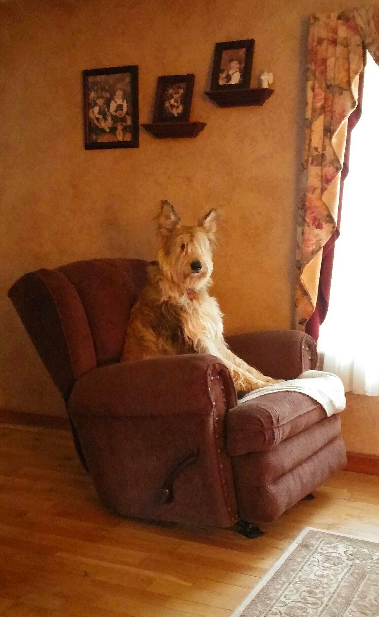 Oliver joined the competition — help win amazing prizes! brown, carnivore, companion_dog, couch, dog, dog_breed, dog_supply, floor, flooring, hardwood, home, interior_design, laminate_flooring, liver, living_room, picture_frame, room, wood, wood_flooring