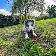 Ares participe au concours pour gagner de l'argent avec cette photo : puppy, dog, grass, tree, sky, clouds, garden, outdoor, nature, greenery, young_dog, digging, blue_eyes, playful, sunlight, pets, canine, fur, animal, summer