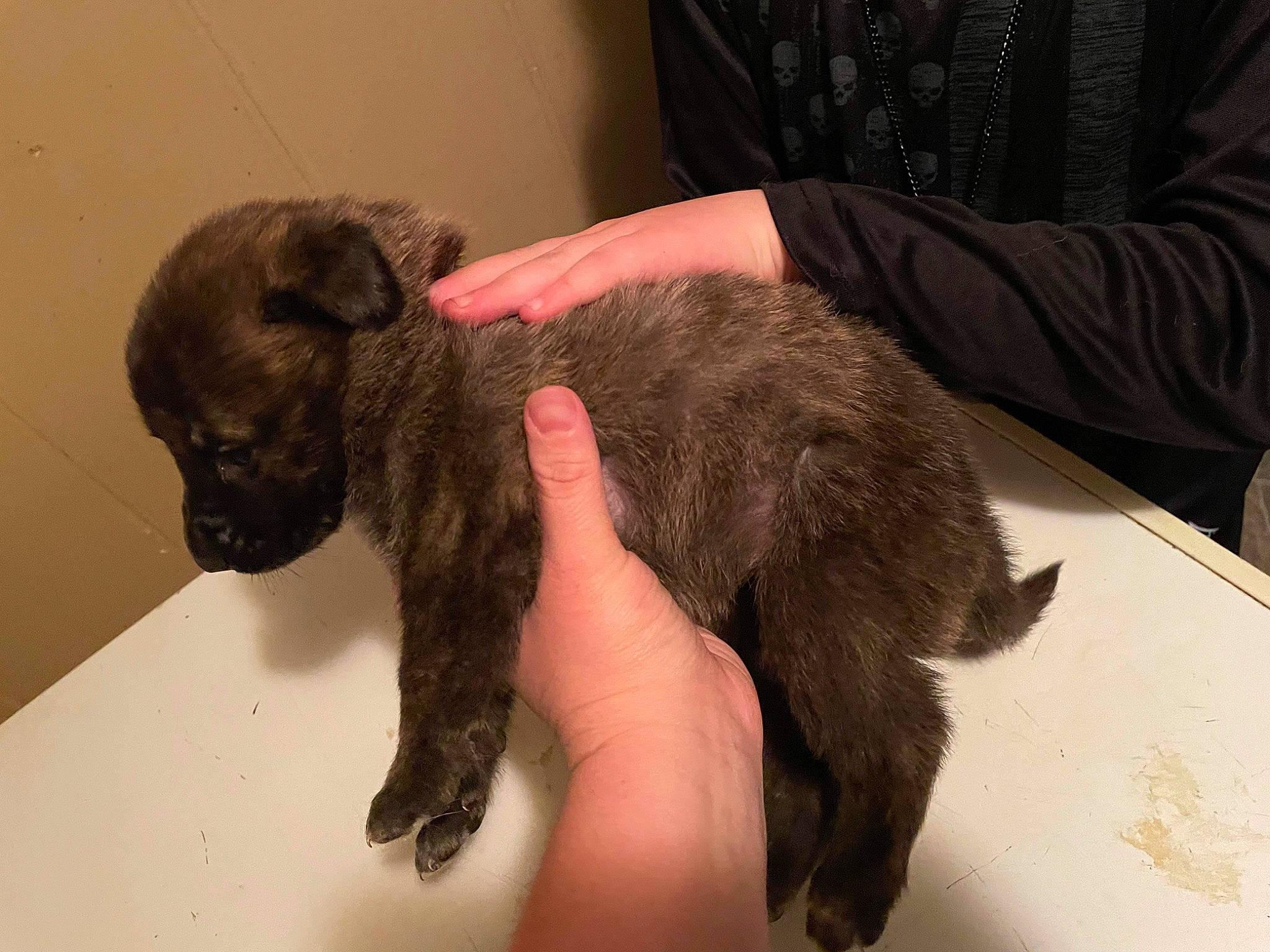 Athena is registered to the contest to win money with this photo: canidae, carnivore, claw, comfort, companion_dog, dog, dog_breed, ear, fawn, felidae, fur, liver, paw, small_to_medium_sized_cats, snout, sporting_group, tail, terrestrial_animal, whiskers, working_animal