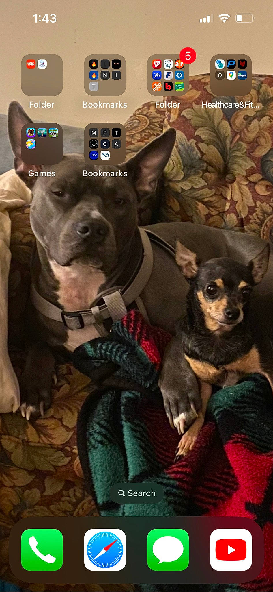 Sadie joined the competition — help win amazing prizes! canidae, carnivore, chihuahua, collar, companion_dog, dog, dog_breed, dog_collar, dog_supply, ear, fawn, fur, liver, mammal, russkiy_toy, snout, sporting_group, toy_dog, whiskers, working_animal