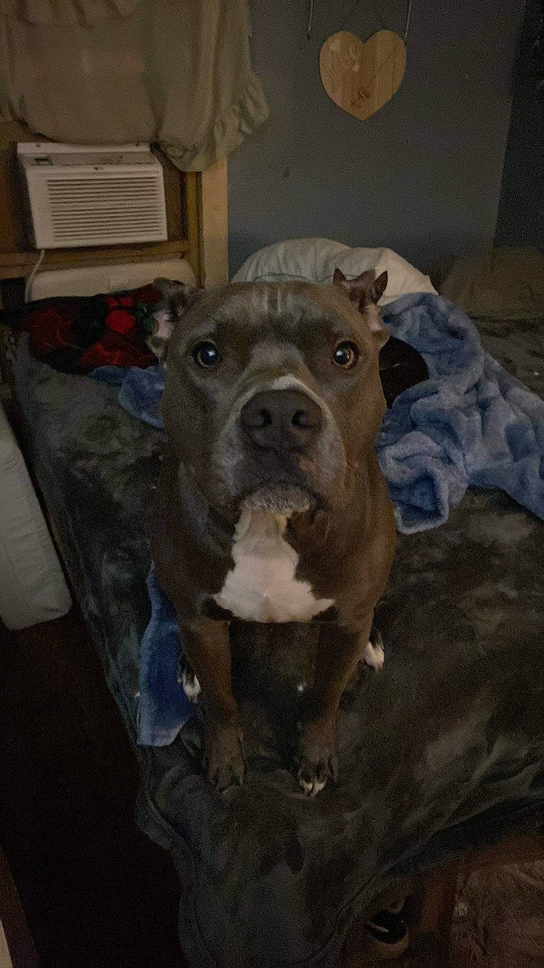 Sadie joined the competition — help win amazing prizes! canidae, carnivore, companion_dog, dog, dog_breed, fawn, guard_dog, molosser, non_sporting_group, snout, sporting_group, terrestrial_animal, whiskers, working_animal, working_dog