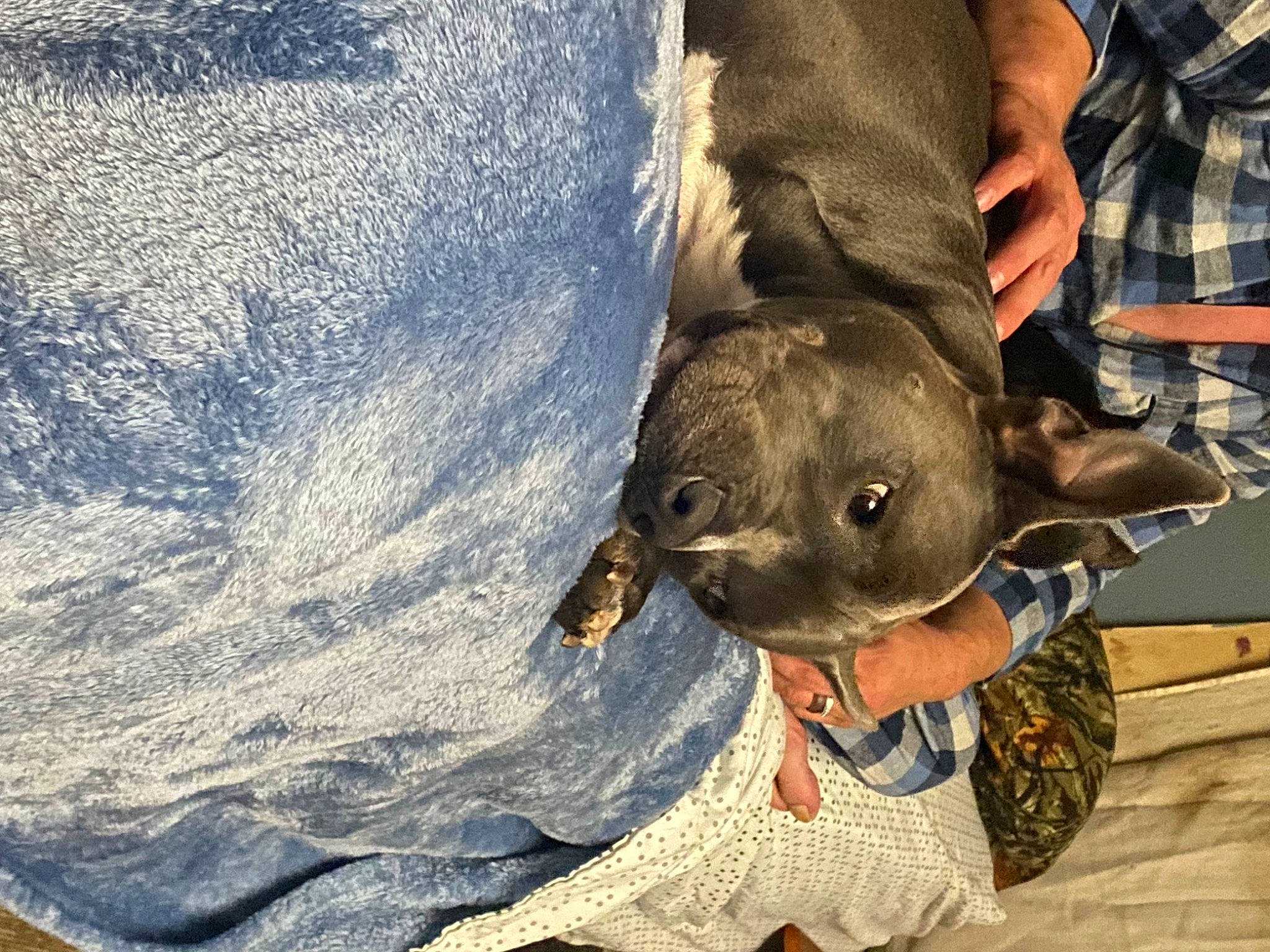 Sadie joined the competition — help win amazing prizes! california_sea_lion, carnivore, dog_breed, earless_seal, fawn, felidae, fur, fur_seal, harbor_seal, hat, landscape, recreation, rock, seal, soil, tartan, terrestrial_animal, whiskers, wildlife_biologist, working_animal