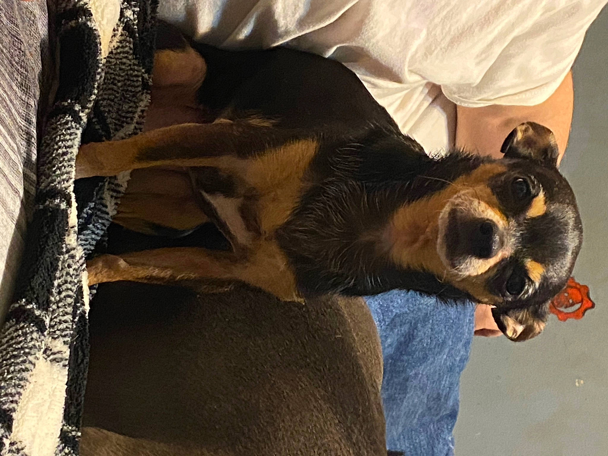 Missy is registered to the contest to win money with this photo: canidae, carnivore, collar, companion_dog, dog, dog_breed, dog_collar, eyewear, fur, gesture, guard_dog, paw, snout, sporting_group, sunglasses, toy_dog, whiskers, wood, working_animal, working_dog