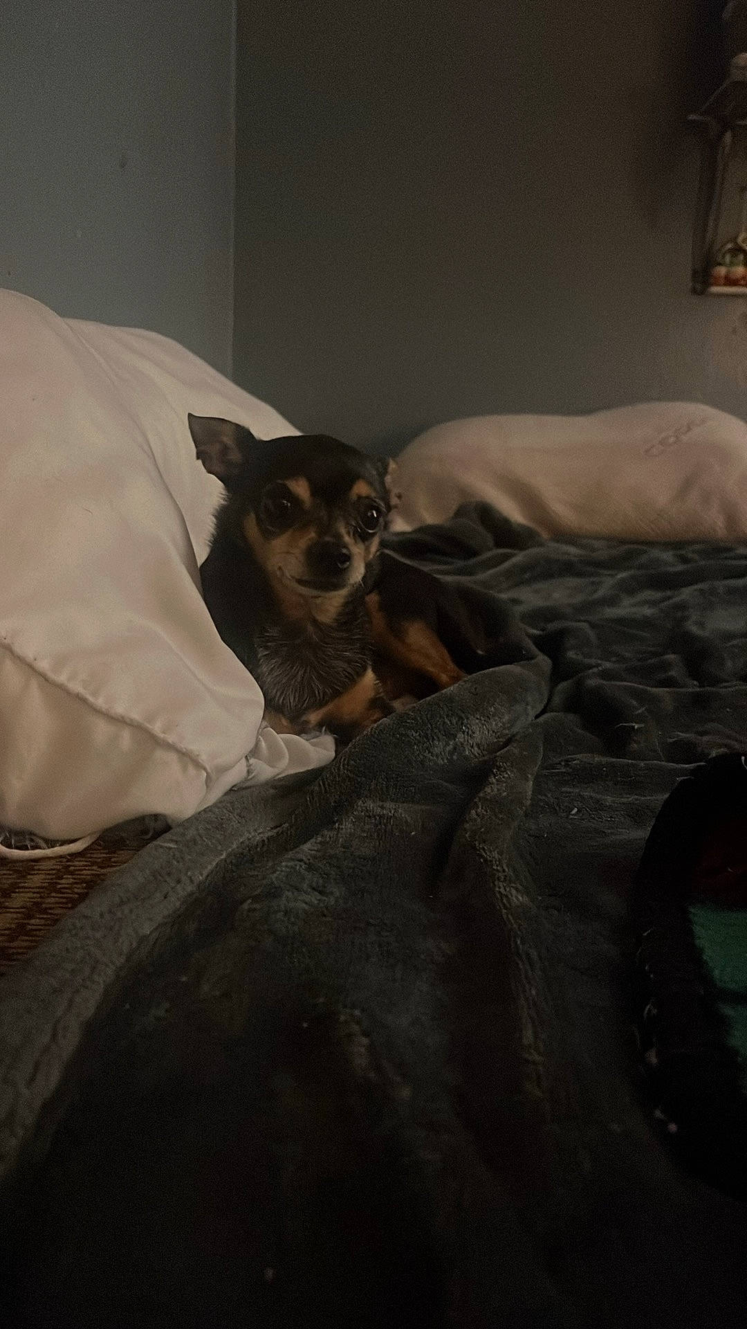 Missy joined the competition — help win amazing prizes! bed, bed_sheet, bedding, bedroom, brown, carnivore, comfort, companion_dog, dog, dog_breed, fawn, felidae, flooring, fur, grey, linens, picture_frame, toy_dog, whiskers, wood