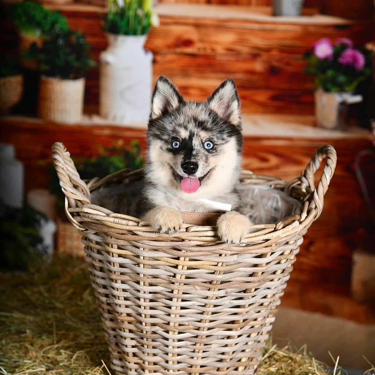 Arrow participe au concours pour gagner de l'argent avec cette photo : animal, basket, canine, dog, eskimodog, flower, flowerarrangement, flowerbouquet, geranium, herbal, herbs, husky, jar, pet, plant, planter, pottedplant, pottery, puppy, vase