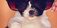 Oreo joined the competition — help win amazing prizes! puppy, dog, sunglasses, cute, pet, fluffy, white, black, lap, legs, relaxing, hand, small, adorable, furry, animal, young, domestic_animal, lying_down, companionship