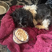 Oreo joined the competition — help win amazing prizes! dog, towel, food, water_bowl, carpet, black_and_white, pet, indoor, small_dog, scruffy, resting, cozy, container, floor, animal, domestic, closeup, feeding, relaxed, household