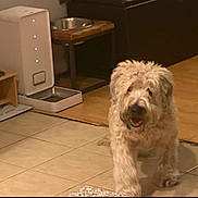 Jameson Elizabeth is registered to the contest to win money with this photo: dog, indoor, tile_floor, pet_bowl, feeding_station, furniture, curly_fur, happy, walking, home, animal, canine, floor, brown, white, medium_size, domestic, pet, friendly, cozy