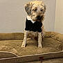 dog, pet, indoor, tuxedo, clothing, furry, animal, bed, plush, brown, white, cute, sitting, floor, wall, domestic, companion, small, portrait, tired