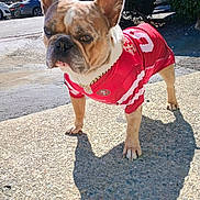 Rocky joined the competition — help win amazing prizes! dog, french_bulldog, pet, animal, jersey, red_clothing, outdoor, sunlight, shadow, sidewalk, concrete, chain, sportswear, closeup, ears, four_legs, daytime, nature, trees, car
