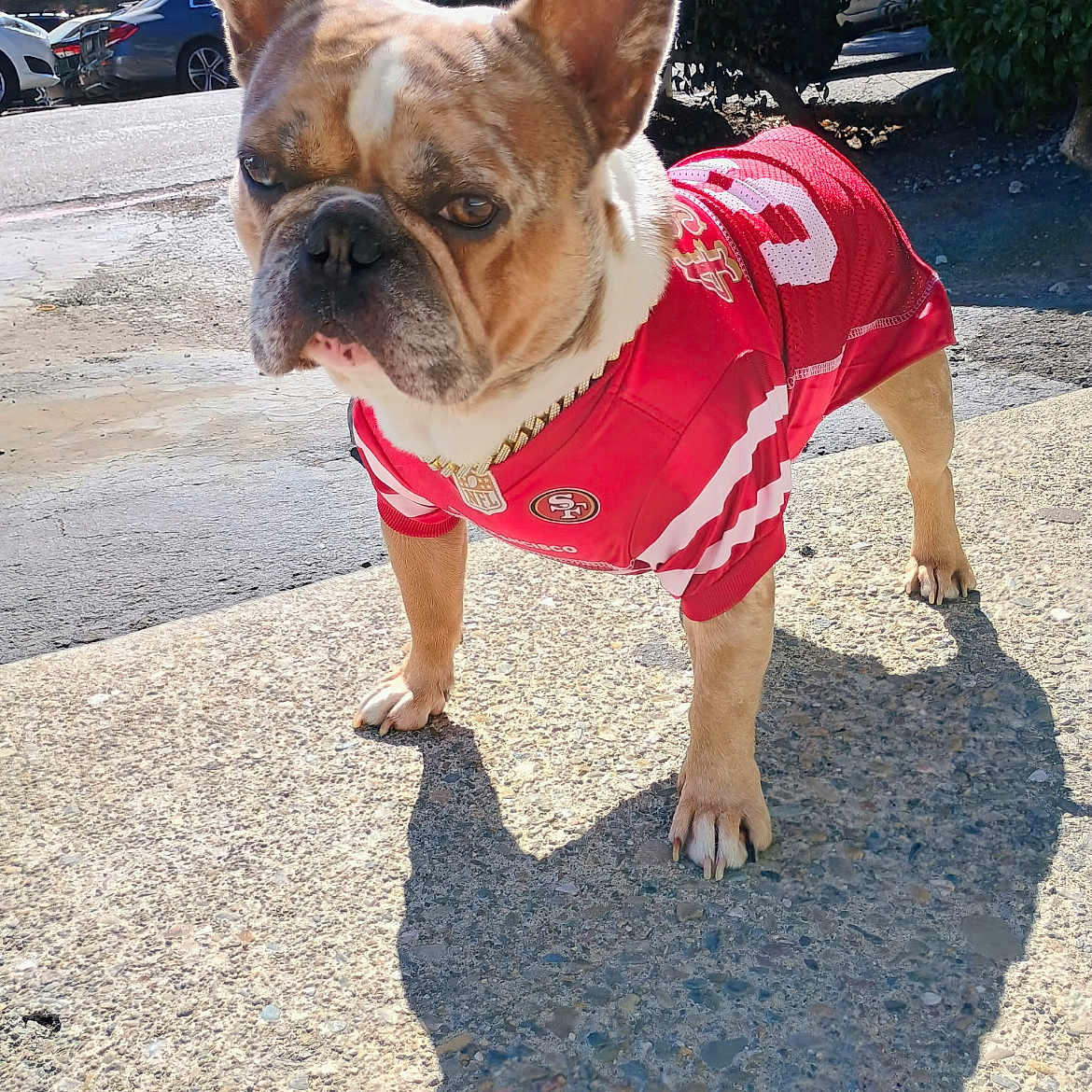Rocky joined the competition — help win amazing prizes! animal, car, chain, closeup, concrete, daytime, dog, ears, four_legs, french_bulldog, jersey, nature, outdoor, pet, red_clothing, shadow, sidewalk, sportswear, sunlight, trees