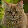 cat, orange_tabby, fluffy, grass, outdoor, animal, pet, feline, nature, greenery, closeup, whiskers, ears, eyes, muzzle, fur, relaxed, portrait, daylight, background_blur