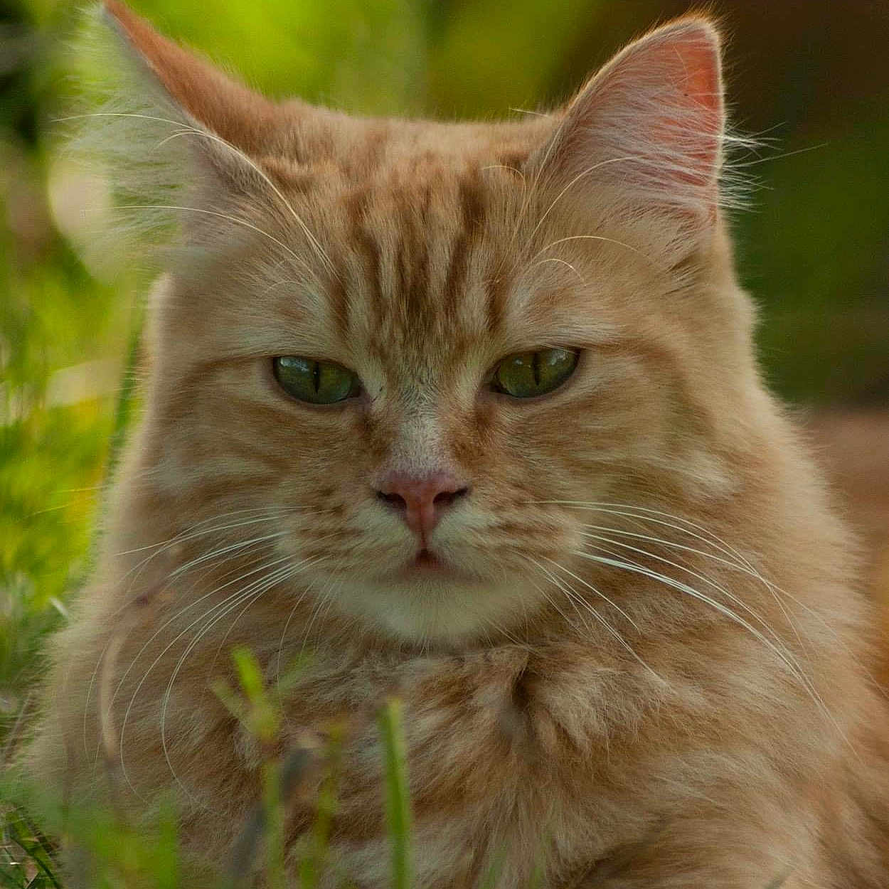 Dexter participe au concours pour gagner de l'argent avec cette photo : animal, background_blur, cat, closeup, daylight, ears, eyes, feline, fluffy, fur, grass, greenery, muzzle, nature, orange_tabby, outdoor, pet, portrait, relaxed, whiskers