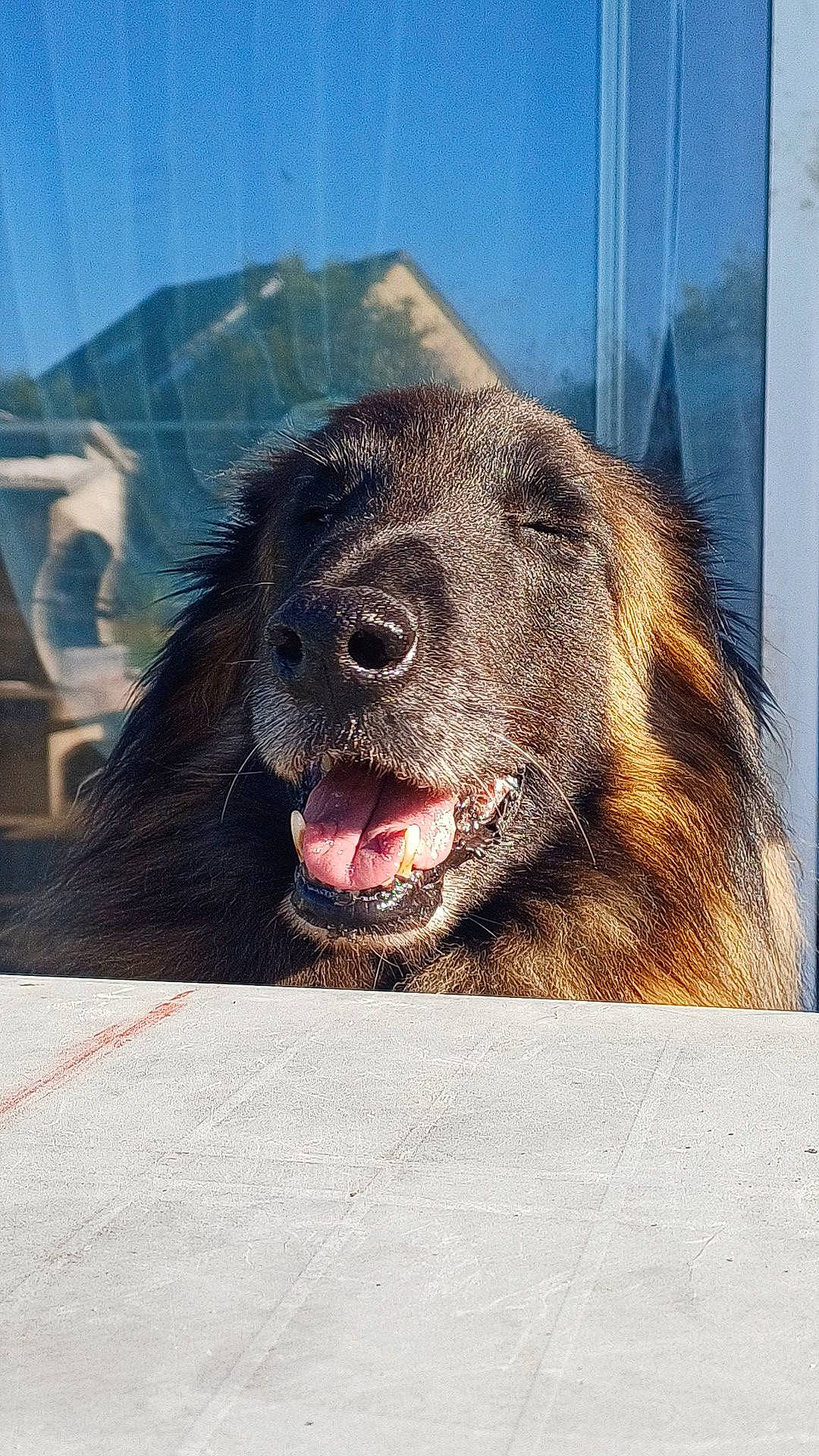 Lee a rejoint le concours — aidez-le/la à gagner de superbes lots ! american_black_bear, bear, canidae, carnivore, companion_dog, dog, dog_breed, fang, fur, jaw, kodiak_bear, liver, retriever, snout, sporting_group, terrestrial_animal, whiskers, wildlife, working_animal, yawn