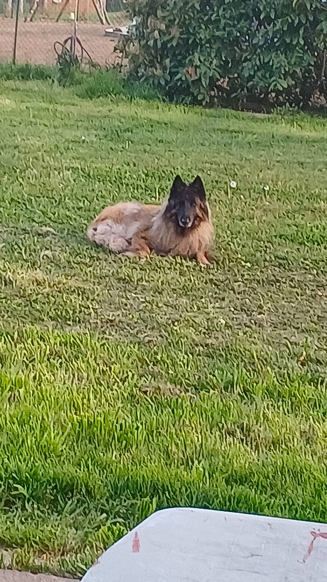 Lee participe au concours pour gagner de l'argent avec cette photo : canidae, carnivore, companion_dog, dog_breed, fawn, felidae, field, grass, grass_family, grassland, groundcover, landscape, lawn, liver, pasture, plant, sporting_group, tail, terrestrial_animal, wildlife