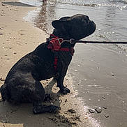 Luna participe au concours pour gagner de l'argent avec cette photo : dog, french_bulldog, beach, sand, water, leash, harness, shadow, people, walking, sunlight, summer, ocean, shore, vacation, outdoor, pet, canine, recreation, fun