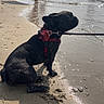 dog, french_bulldog, beach, sand, water, leash, harness, shadow, people, walking, sunlight, summer, ocean, shore, vacation, outdoor, pet, canine, recreation, fun