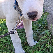David Bowie joined the competition — help win amazing prizes! puppy, dog, white_dog, grass, collar, leash, blue_eye, brown_eye, heterochromia, close_up, outdoor, young_dog, pet, animal, nature, grass_ground, curious, canine, snout, ears