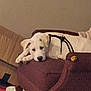 dog, white_dog, armchair, furniture, indoor, pet, resting, sleepy, harness, cardboard_box, clothes, messy, floor, wooden_leg, brown, relaxed, canine, animal, domestic, home