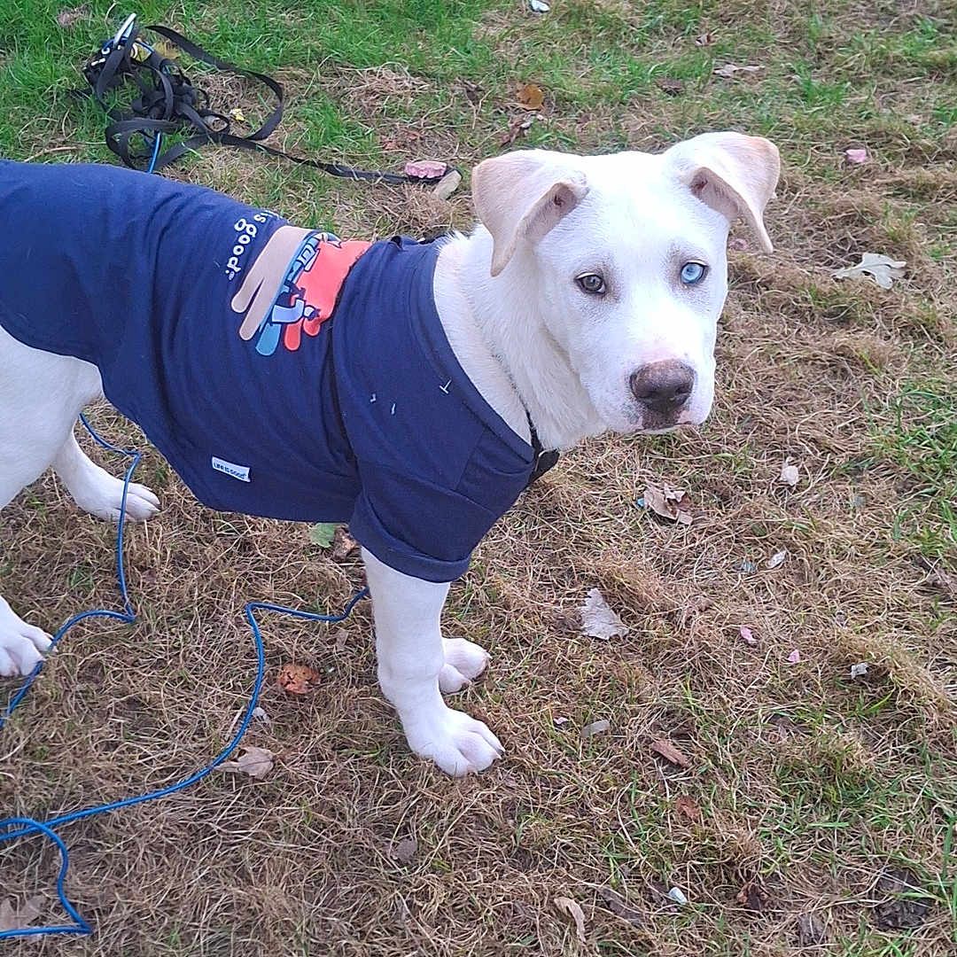 David Bowie joined the competition — help win amazing prizes! animal, blue_shirt, canine, curious, daylight, dog, ears, grass, heterochromia, lawn, leash, nature, nose, outdoor, patchy_grass, pet, playtime, standing, toy, white_dog