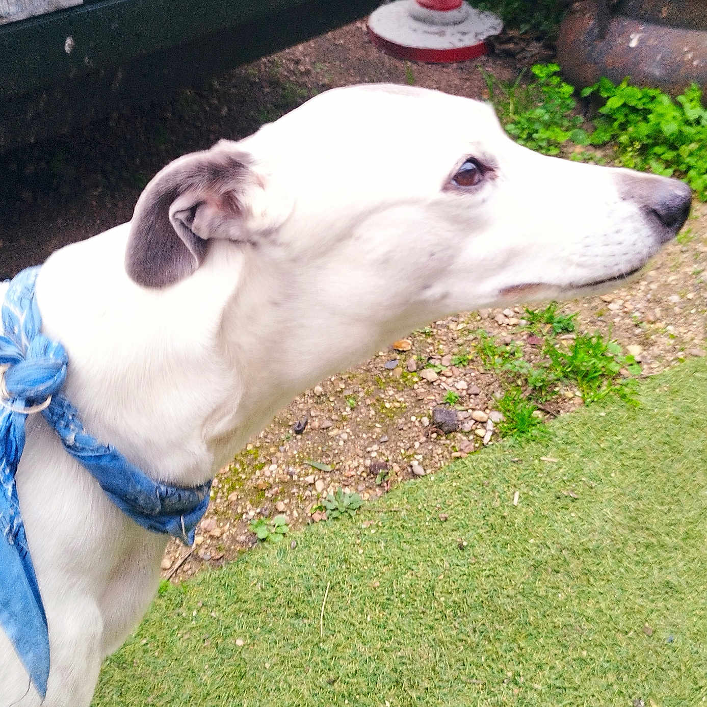Murmur D Etoile a rejoint le concours — aidez-le/la à gagner de superbes lots ! animal, bandana, blue_bandana, canine, collar, dog, domestic_animal, ears, fur, garden, grass, gravel, leisure, looking_away, nature, outdoor, pet, side_profile, snout, white_dog
