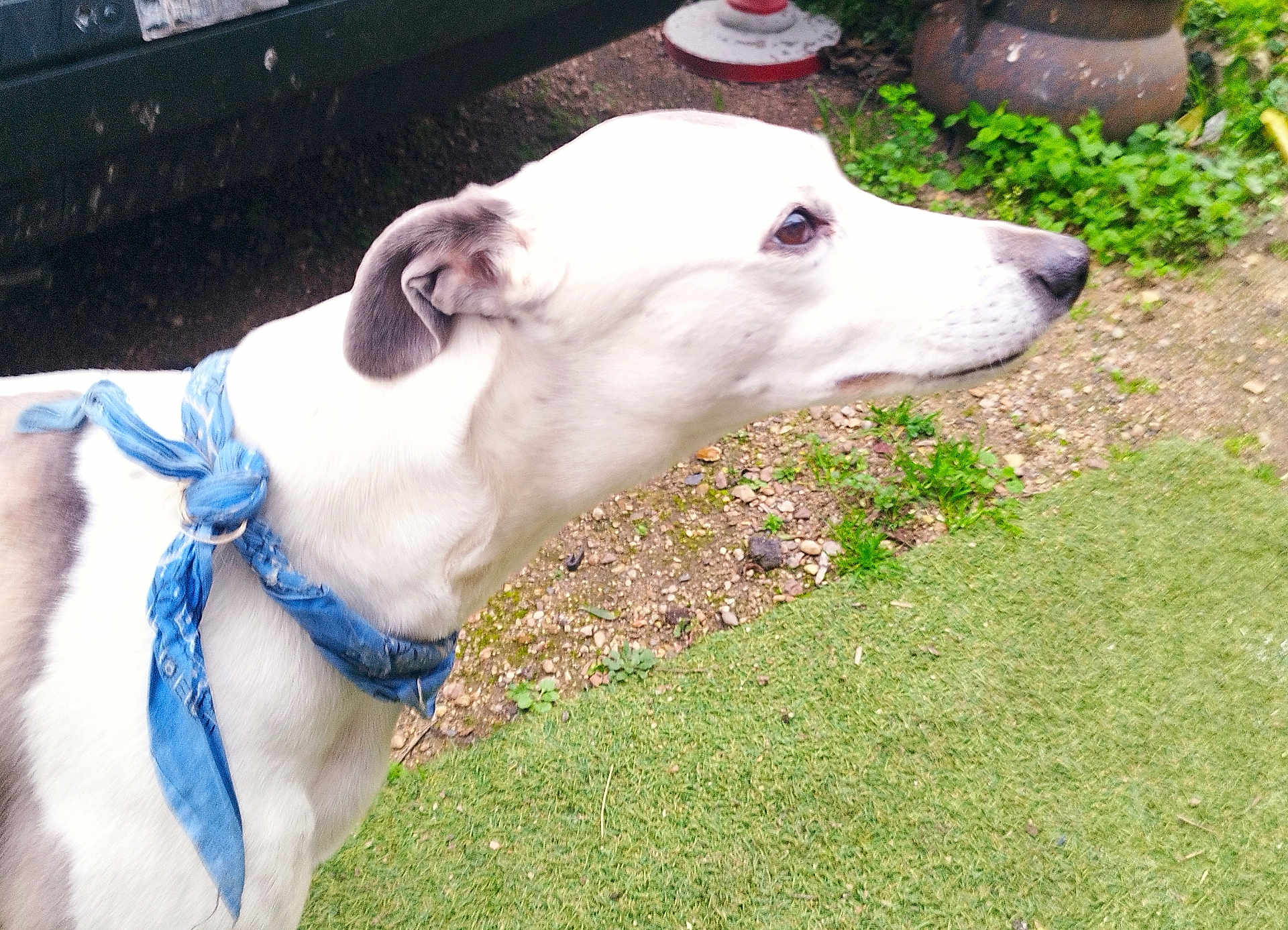 Murmur D Etoile a rejoint le concours — aidez-le/la à gagner de superbes lots ! animal, bandana, blue_bandana, canine, collar, dog, domestic_animal, ears, fur, garden, grass, gravel, leisure, looking_away, nature, outdoor, pet, side_profile, snout, white_dog
