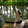 animal, canine, collar, curious, daylight, dock, dog, grass, greenery, nature, outdoor, park, pet, pond, reflection, sky, summer, trees, water, wood