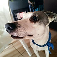 Murmur D Etoile a rejoint le concours — aidez-le/la à gagner de superbes lots ! animal, bandana, brown, canine, closeup, collar, companion, curious, cute, dog, domestic_animal, ears, furniture, indoor, looking_away, pet, portrait, snout, tile_floor, white