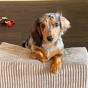 Mia Rose Gibson is registered to the contest to win money with this photo: animal, black, brown, curious, cute, dachshund, dog, ears, floor, fur, indoor, looking, ottoman, pet, puppy, small, texture, toy, white, young