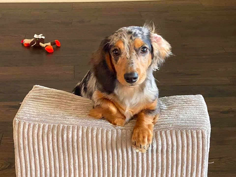 Mia Rose Gibson is registered to the contest to win money with this photo: animal, black, brown, curious, cute, dachshund, dog, ears, floor, fur, indoor, looking, ottoman, pet, puppy, small, texture, toy, white, young