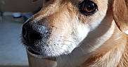 Samantha participe au concours pour gagner de l'argent avec cette photo : dog, pet, indoor, close_up, tan, white, fur, face, animal, canine, looking_back, ears, whiskers, nose, eyes, comfort, home, sofa, blurred_background, television