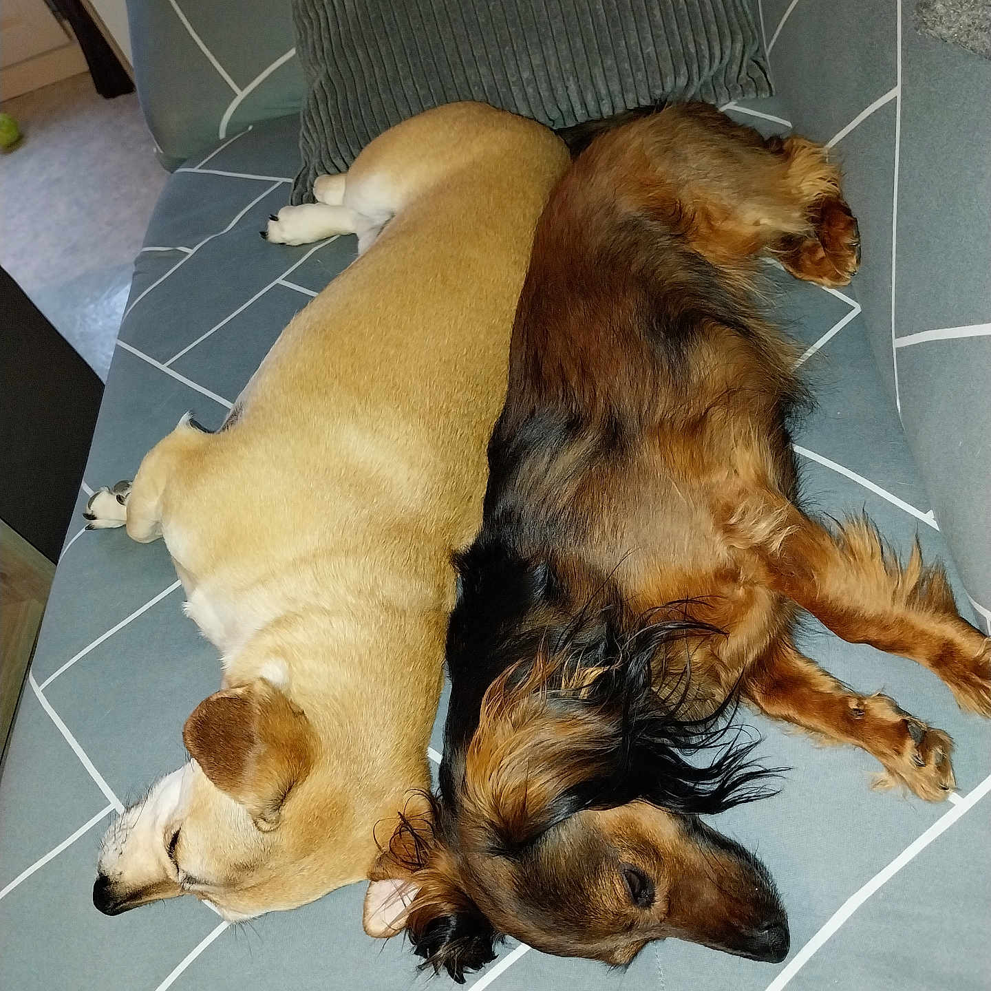 Samantha a rejoint le concours — aidez-le/la à gagner de superbes lots ! dog, sleeping, couch, pet, indoor, resting, fur, animal, friendship, cozy, relaxation, two_dogs, brown_dog, tan_dog, pillows, home, comfort, companion, canine, nap
