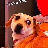 Samantha a rejoint le concours — aidez-le/la à gagner de superbes lots ! dog, indoor, pet, looking_back, red_pillow, furniture, close_up, expression, warm_lighting, collar, canine, brown_fur, face, animal, cozy, comfort, home, love, text_overlay, affection