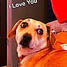 dog, indoor, pet, looking_back, red_pillow, furniture, close_up, expression, warm_lighting, collar, canine, brown_fur, face, animal, cozy, comfort, home, love, text_overlay, affection