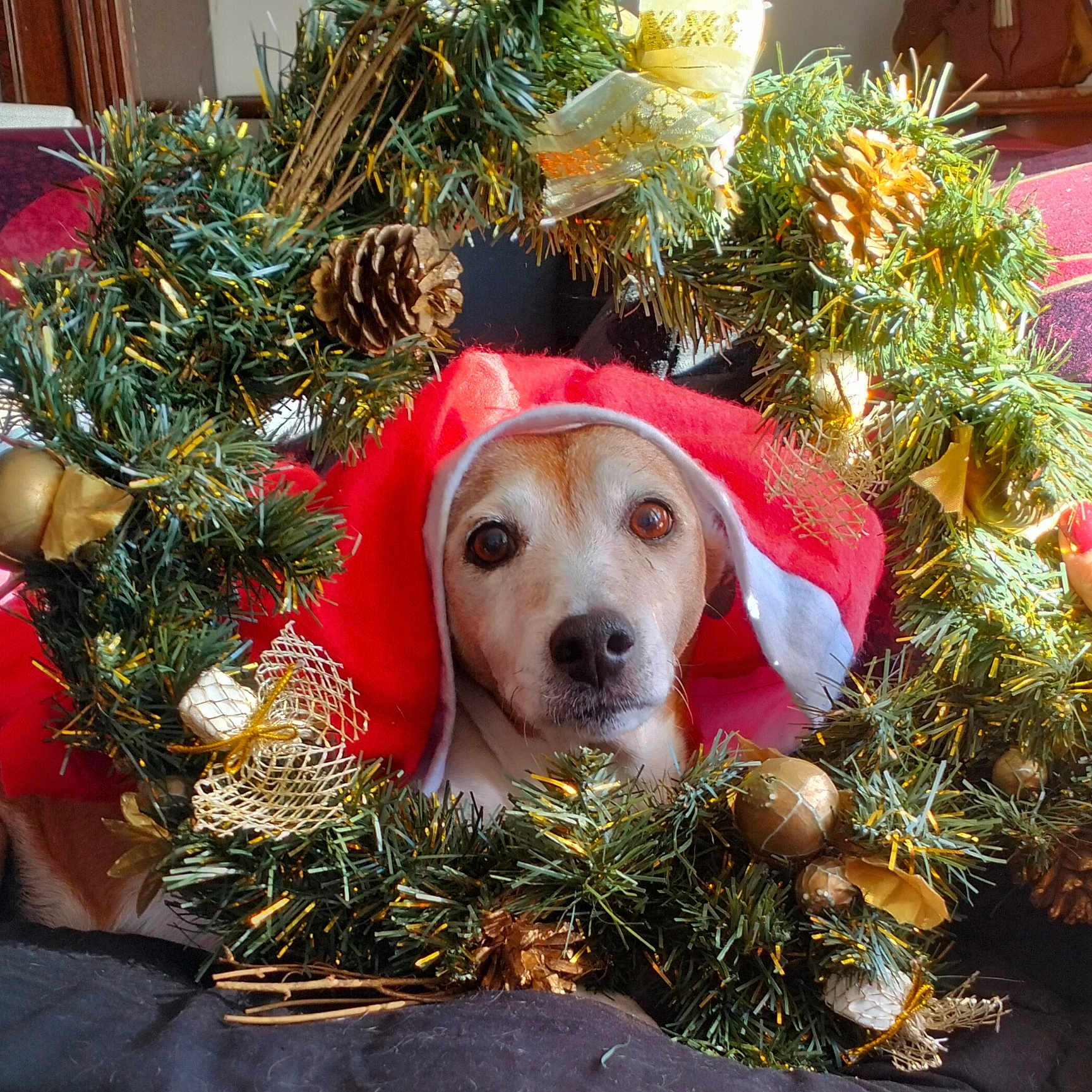 Lola a rejoint le concours — aidez-le/la à gagner de superbes lots ! dog, christmas_wreath, pine_cones, golden_ornaments, red_hood, holiday, festive, pet, indoor, decorations, ribbon, closeup, cute, animal, christmas, celebration, greenery, christmas_decor, portrait, festive_season