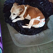 Lola participe au concours pour gagner de l'argent avec cette photo : dog, diaper, blanket, cushion, chair, brown, white, pet, indoor, floor, tile_floor, relaxed, lying_down, furniture, cozy, domestic, resting, canine, comfort, side_view