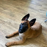 Alya a rejoint le concours — aidez-le/la à gagner de superbes lots ! adorable, animal, black_muzzle, brown_fur, canine, companion, curious, cute, dog, domestic_animal, ears, flooring, head_tilt, indoor, looking_up, lying_down, pet, puppy, wooden_floor, young_dog