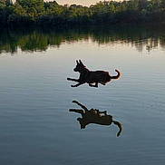 Spoukie participe au concours pour gagner de l'argent avec cette photo : animal, canine, dog, face, head, lake, landscape, nature, outdoors, person, pet, photography, plant, pond, portrait, sky, summer, tree, vegetation, water