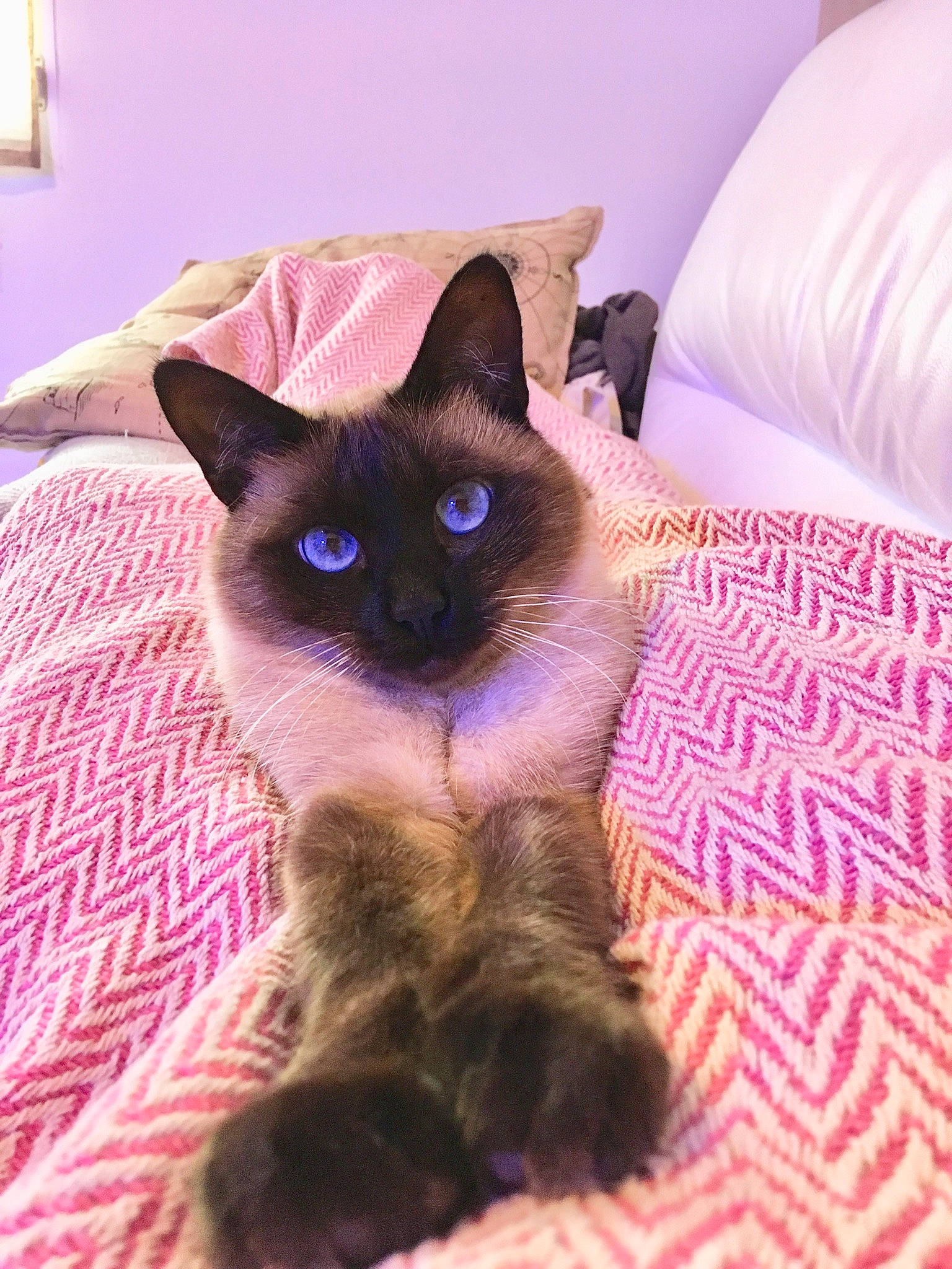 Sissi a rejoint le concours — aidez-le/la à gagner de superbes lots ! asian, balinese, birman, black_cat, burmese, carnivore, cat, colorpoint_shorthair, fawn, felidae, himalayan, javanese, kitten, mammal, siamese, small_to_medium_sized_cats, thai, tonkinese, vertebrate, whiskers