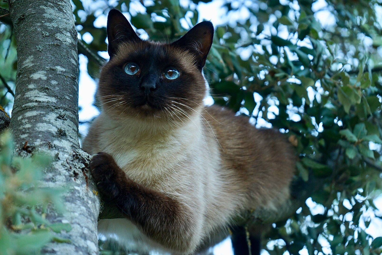 Sissi participe au concours pour gagner de l'argent avec cette photo : balinese, birman, burmese, carnivore, cat, eye, felidae, himalayan, mammal, ojos_azules, ragdoll, siamese, small_to_medium_sized_cats, snout, snowshoe, thai, tonkinese, tree, vertebrate, whiskers