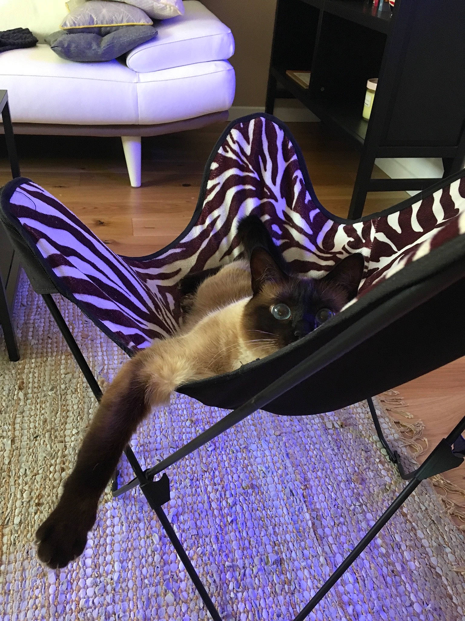 Sissi participe au concours pour gagner de l'argent avec cette photo : chair, coffee_table, floor, flooring, footwear, furniture, interior_design, leg, leisure, metal, plant, purple, shoe, table, violet