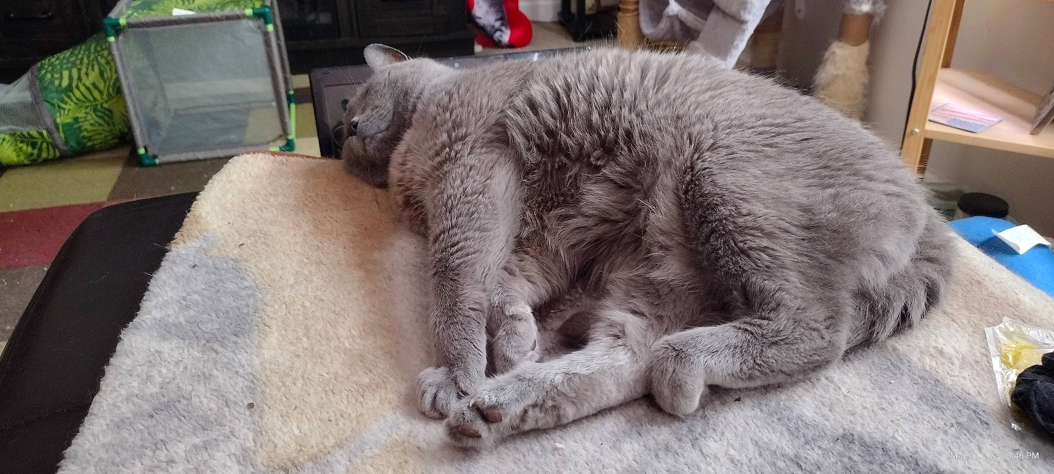 Meow Meow is registered to the contest to win money with this photo: carnivore, cat, claw, comfort, domestic_short_haired_cat, felidae, fur, grey, nap, paw, russian_blue, sitting, sleep, small_to_medium_sized_cats, snout, tail, terrestrial_animal, whiskers