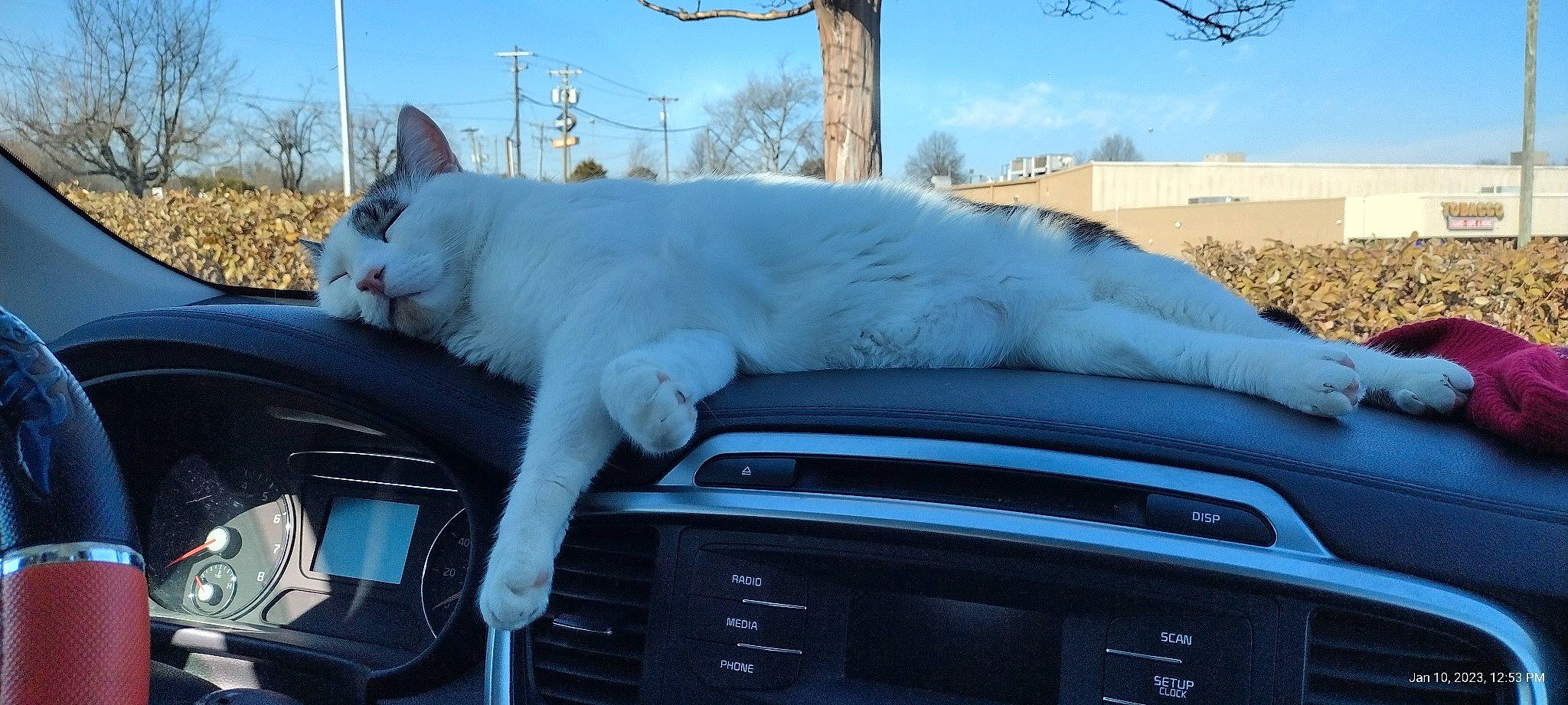 Patches joined the competition — help win amazing prizes! automotive_design, automotive_exterior, automotive_lighting, automotive_mirror, automotive_tire, carnivore, cat, comfort, felidae, grille, hood, motor_vehicle, plant, sky, small_to_medium_sized_cats, tree, vehicle, vertebrate, window, windscreen_wiper