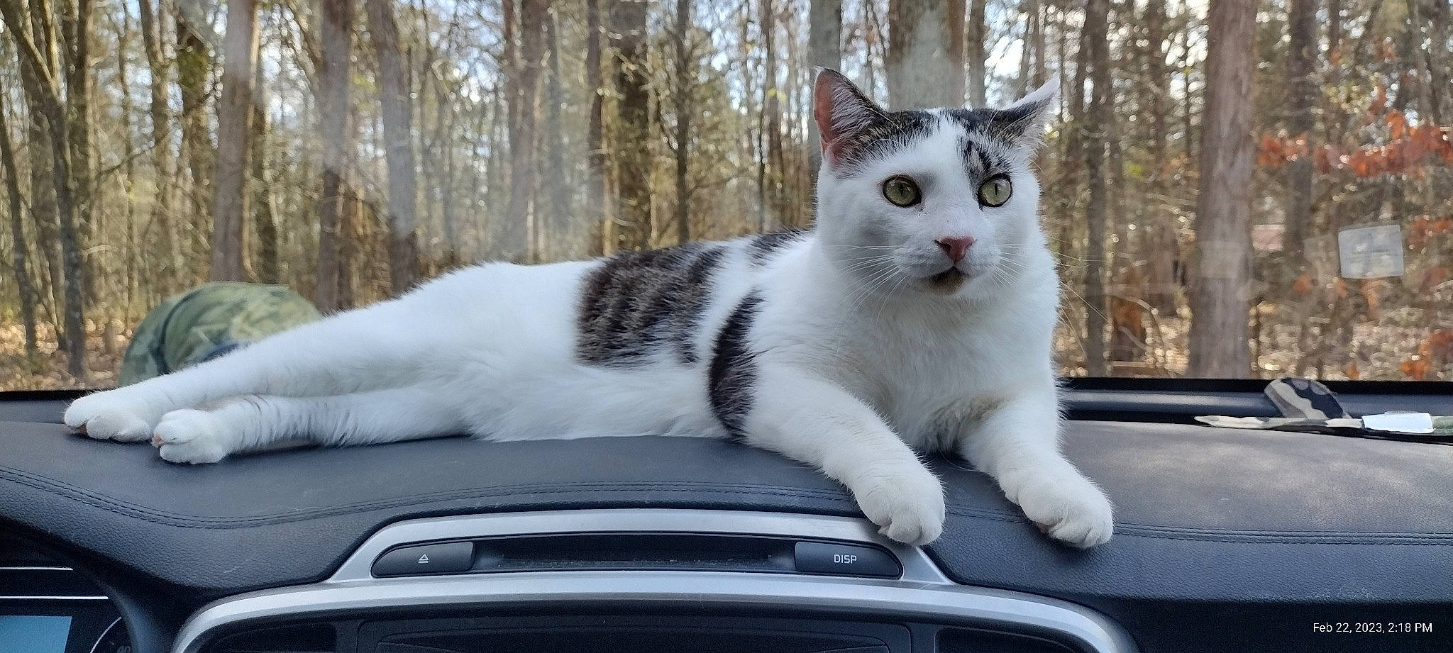Patches is registered to the contest to win money with this photo: automotive_exterior, automotive_mirror, bumper, car, carnivore, cat, felidae, fender, grille, hood, motor_vehicle, plant, small_to_medium_sized_cats, snout, tree, vehicle, vehicle_door, whiskers, window, windscreen_wiper